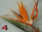 Strelitzia-4