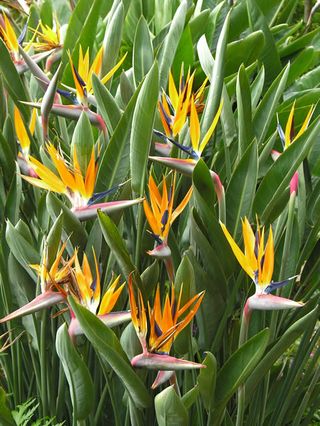 Strelitzia-reginae