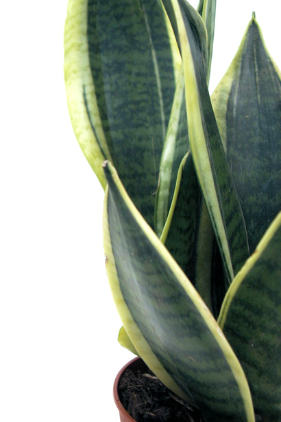 Sansevieria