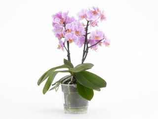 Phalaenopsis_santos_01