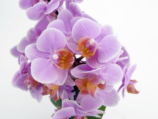 Phalaenopsis_santos_02