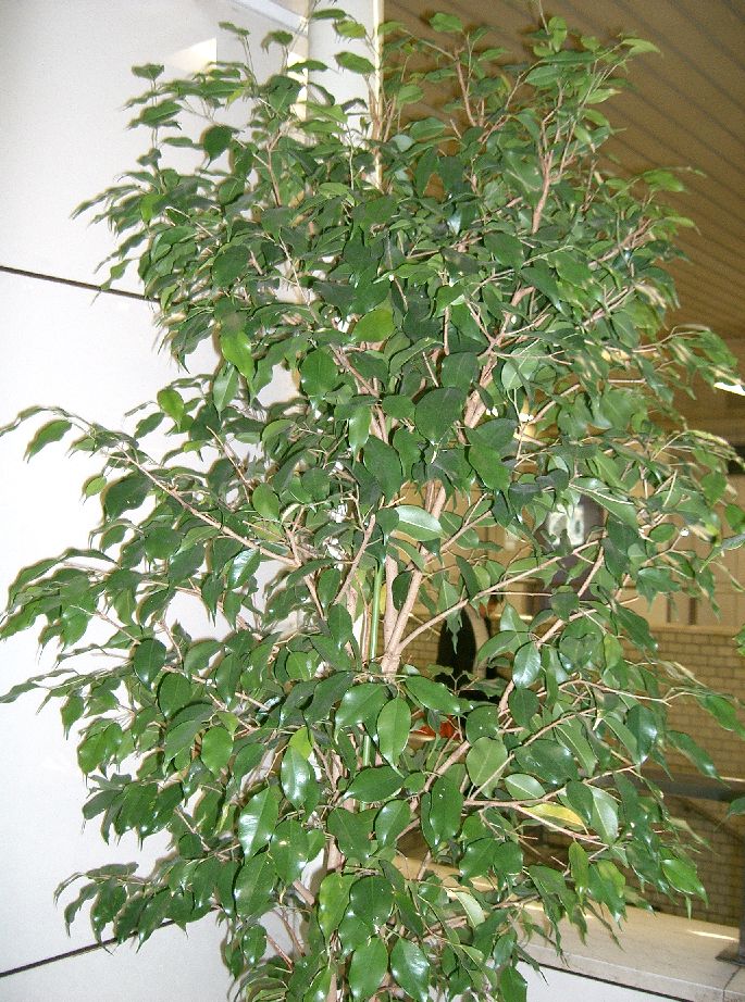 Ficus_benjamina