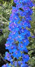 Delphinium