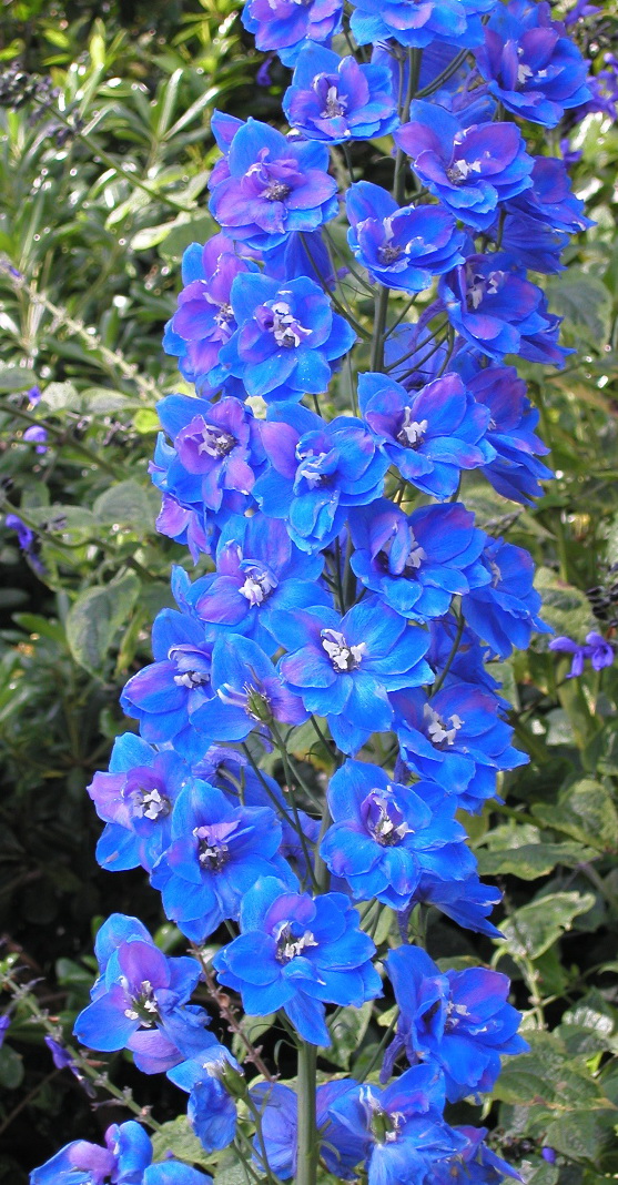 Delphinium