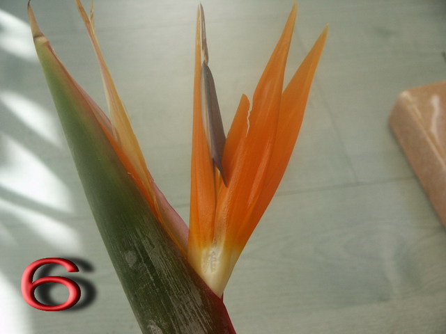 Strelitzia-6