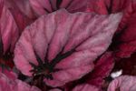 Begonia-Indian Summer_groot