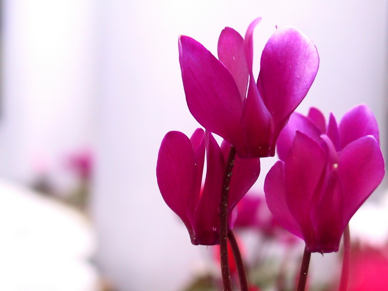 Cyclamen_01