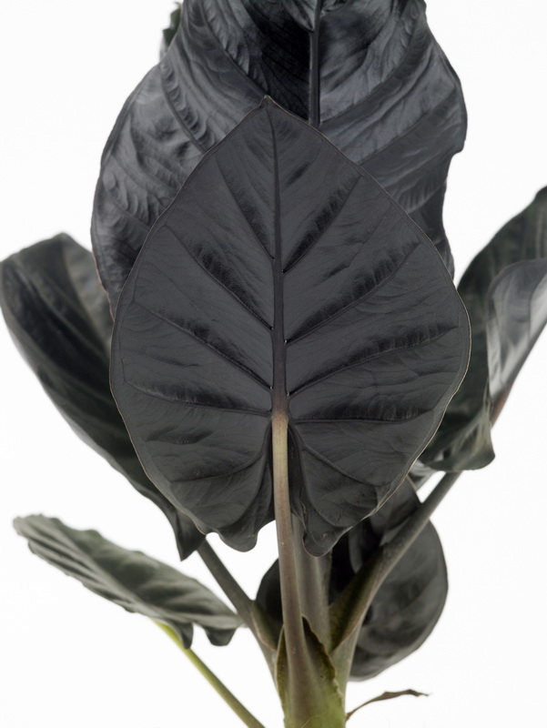 Alocasia-black-magic_03