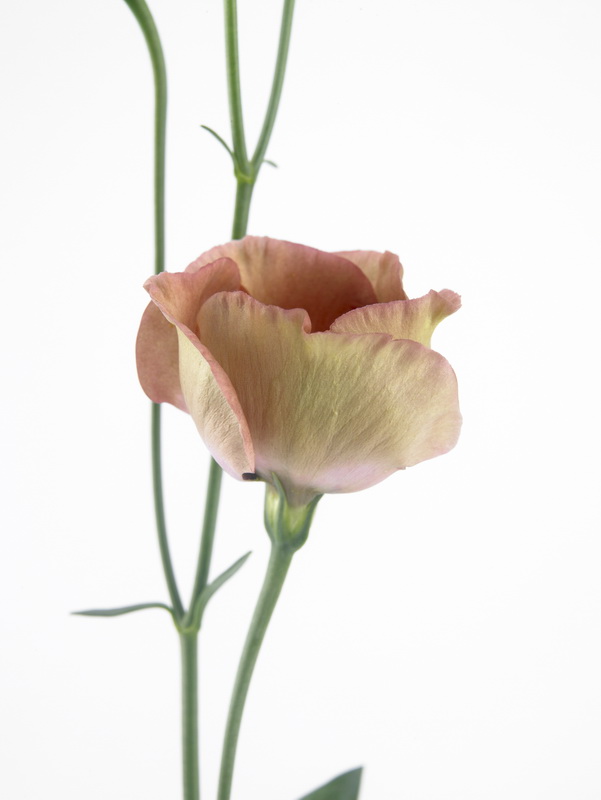 Eustoma_picollo_01