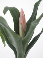 Billbergia-decora_01