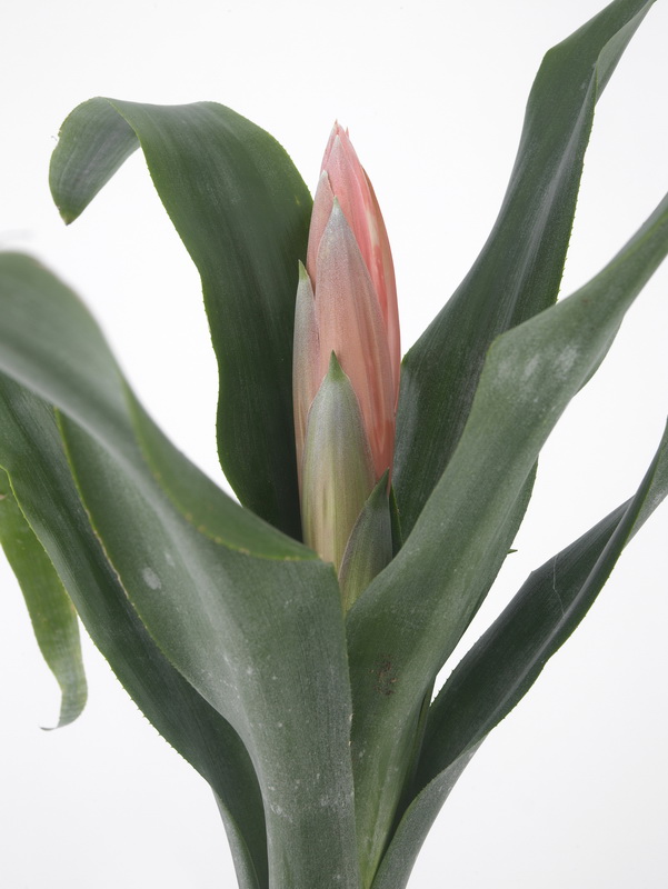 Billbergia-decora_01