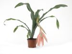 Billbergia-decora_02