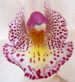 Cymbidium_1