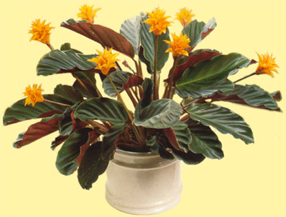 Calathea.crocata