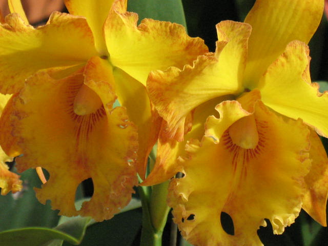 Cattleya jaune