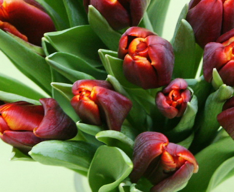 Tulipes 03