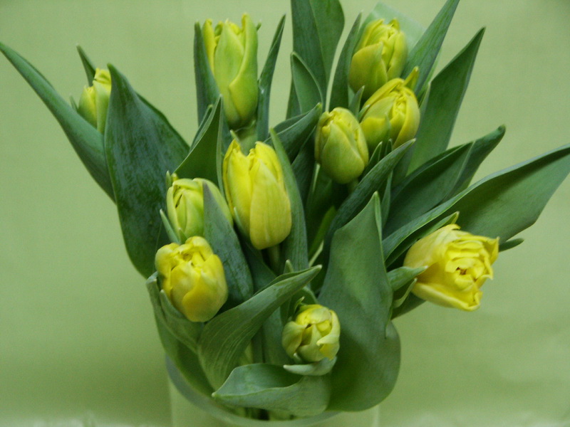 Tulipes 05