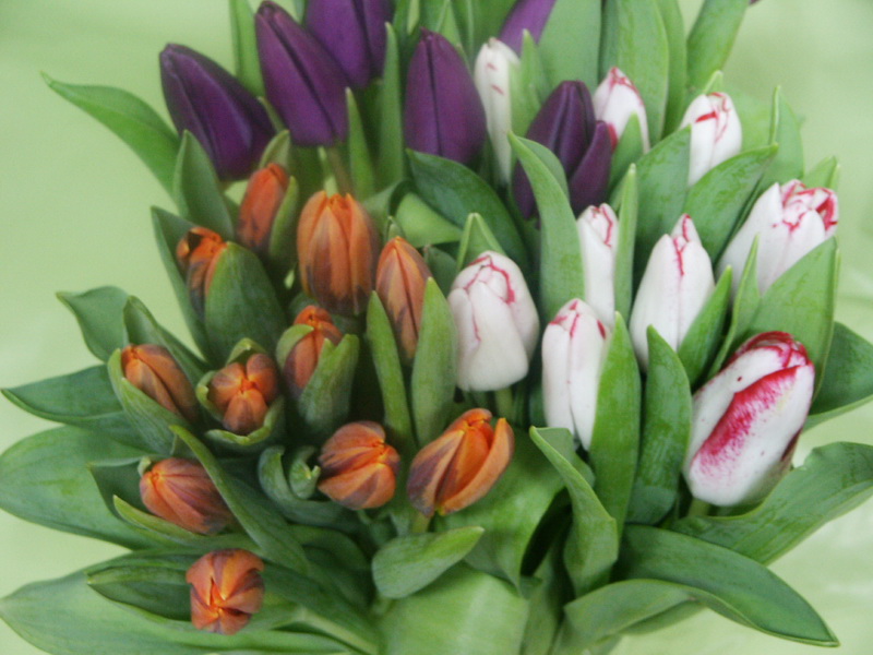 Tulipes 19