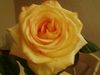 Rose jaune