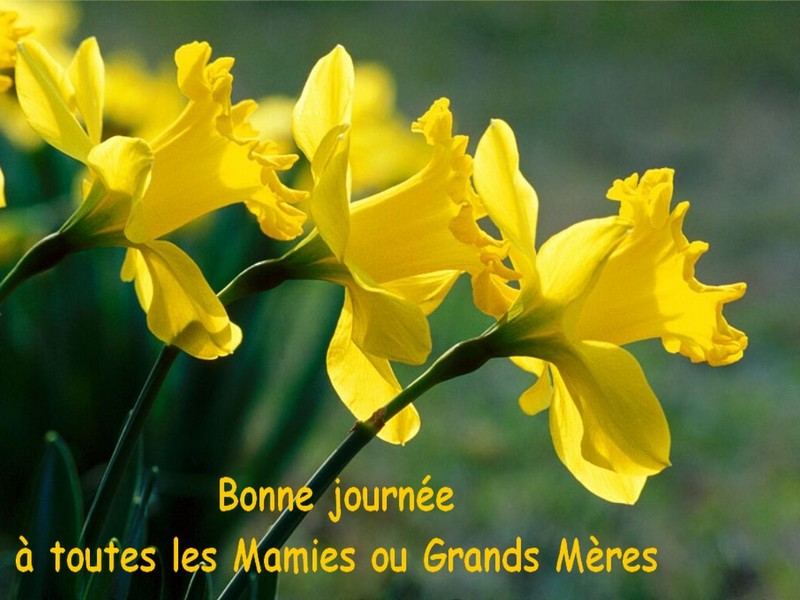 Jonquilles