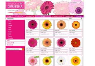 Gerbera01