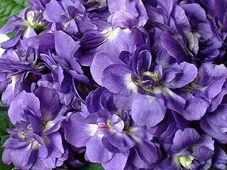 La violette de Toulouse disparait - Le pouvoir des fleurs