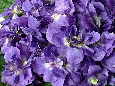 Violette de Parme