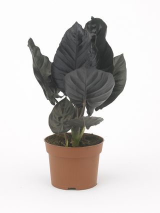 Alocasia-black-magic_02