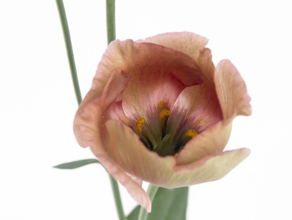 Eustoma_picollo_03