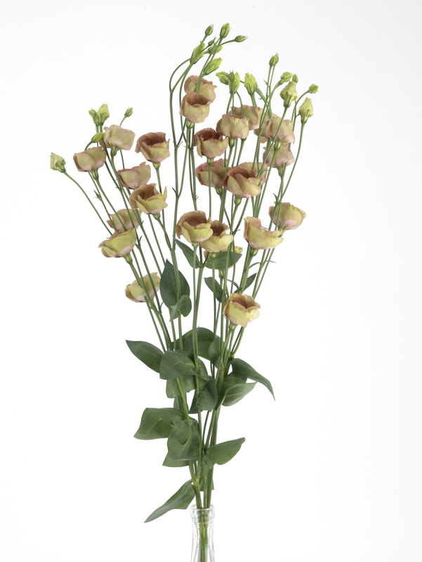 Eustoma_picollo_02