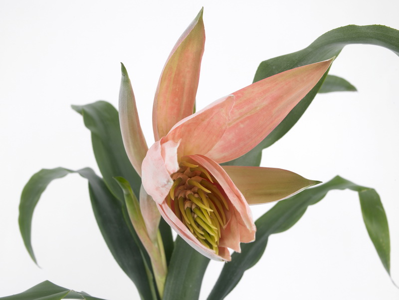 Billbergia-decora_04