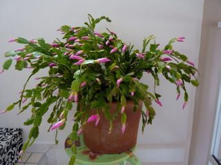 Schlumbergera