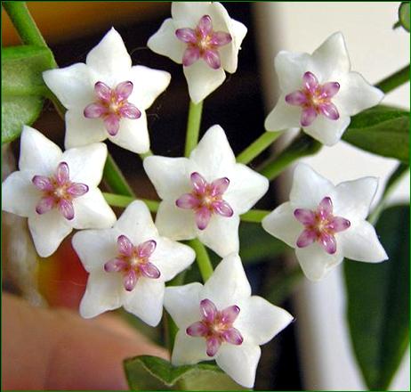 Hoya carnosa