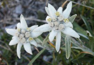 Une fleur rare l'Edelweis - Le pouvoir des fleurs