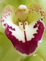 Cymbidium_2