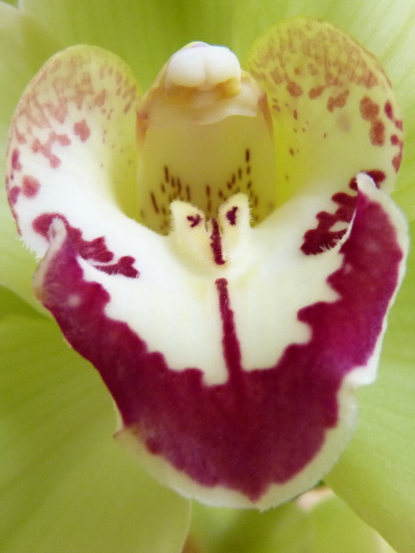 Cymbidium_2