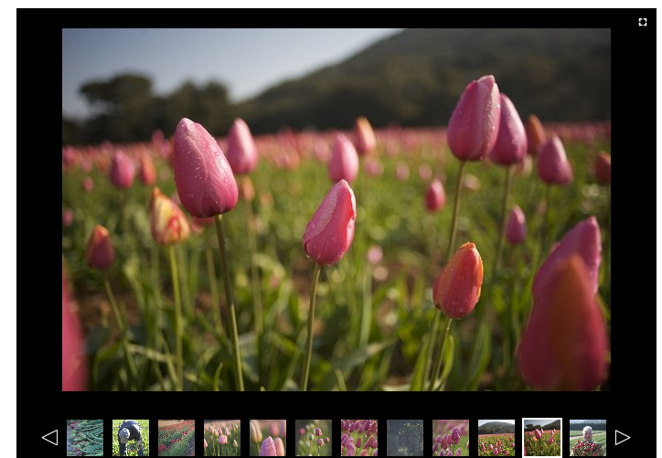 Florisud-tulipes