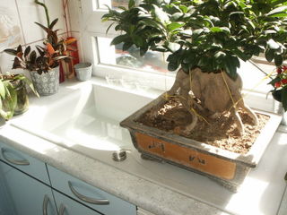 Ficus avnt bain