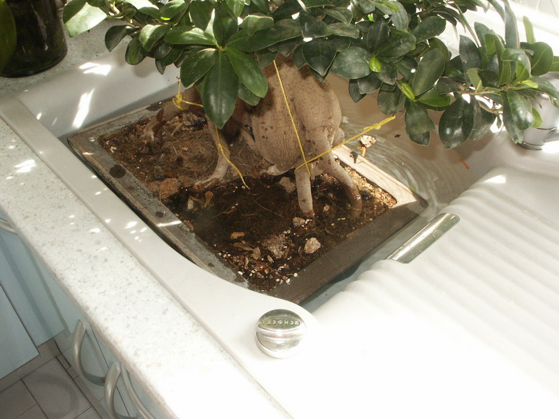 Ficus dans bain