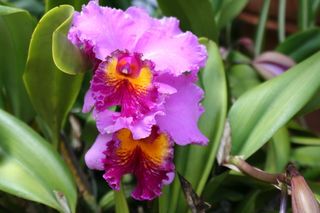 Cattleya mauve