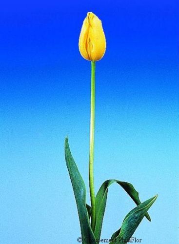 Tulipe-cote_d_or