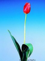 Tulipe-monaco