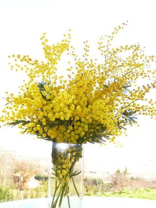 Mimosa-bouquet