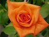 Rose orange