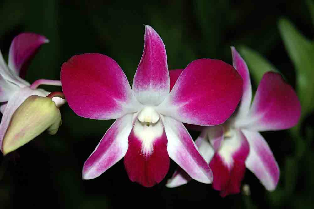 Dendrobium