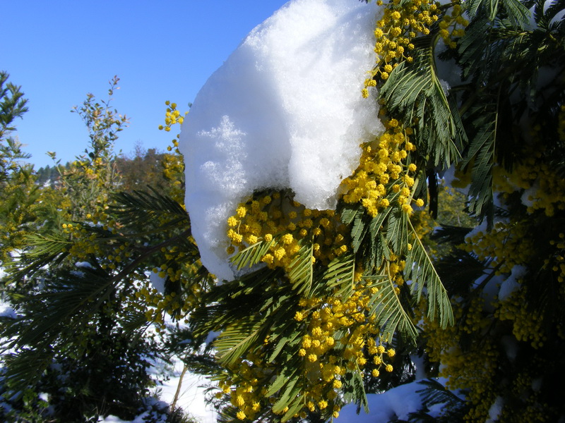 Mimosa-neige_01