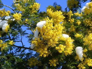 Mimosa-neige_02