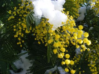 Mimosa-neige_03