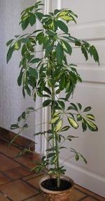 Pl occasion schefflera