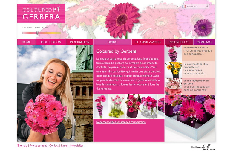 Gerbera0